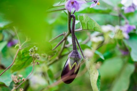 Brinjal plant